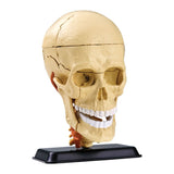 Anatomy Model: Cranial Nerve Skull 9cm 39pc