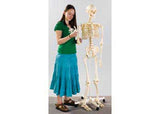 Anatomical Skeleton Model with Stand 160cm