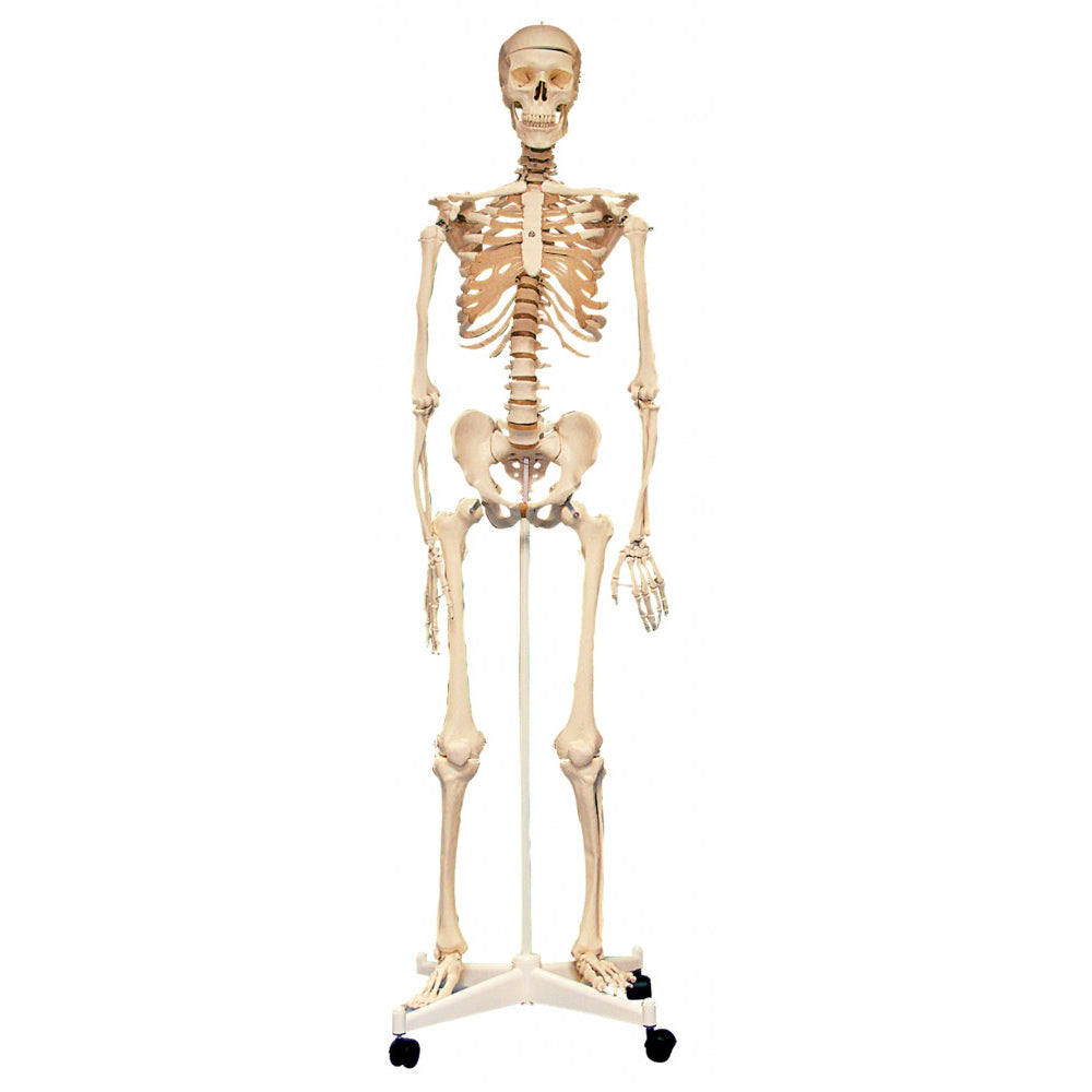 Anatomical Skeleton Model with Stand 160cm