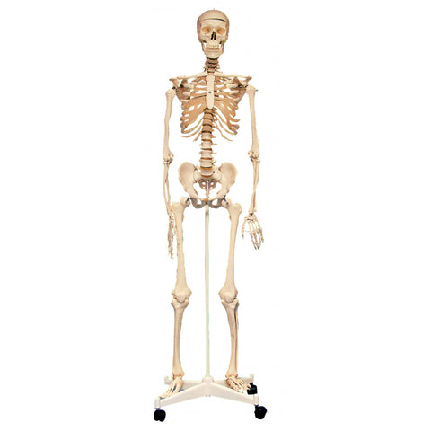 Anatomical Skeleton Model with Stand 160cm