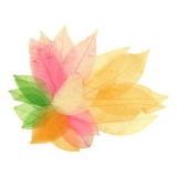 Skeleton Leaves: Bumper Assortment 300pc