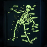 Magnetic Human Skeleton