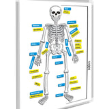 Magnetic Human Skeleton