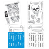 Magnetic Human Skeleton