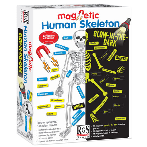 Magnetic Human Skeleton