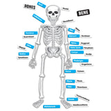 Magnetic Human Skeleton