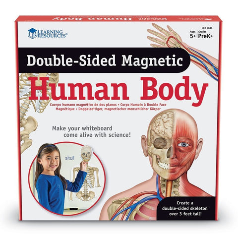 Double-Sided Magnetic Human Body