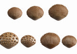 Tactile Shells: Eco Friendly FPC Material 36pc