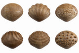 Tactile Shells: Eco Friendly FPC Material 36pc