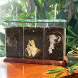 Now You See It, Now You Don't™ See-Through Compost Container