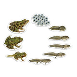 Giant Magnetic Frog Life Cycle - iPlayiLearn.co.za
 - 3