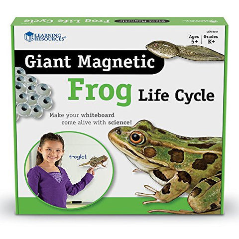 Giant Magnetic Frog Life Cycle - iPlayiLearn.co.za
 - 1