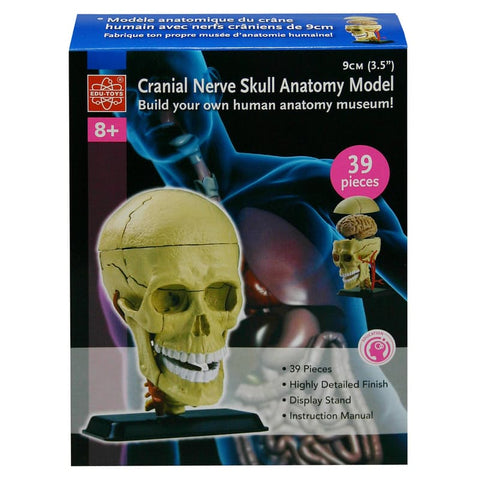 Anatomy Model: Cranial Nerve Skull 9cm 39pc