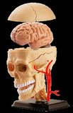 Anatomy Model: Cranial Nerve Skull 9cm 39pc