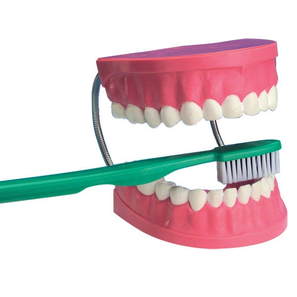 Dental Model with Brush - iPlayiLearn.co.za
