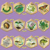 LifeCyclers™ Butterfly, Frog and Plant - iPlayiLearn.co.za
 - 3
