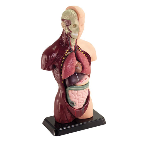 Human Anatomy Model 8pc 27cm