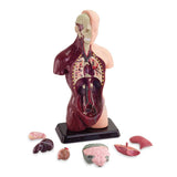 Human Anatomy Model 8pc 27cm