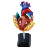 Heart Anatomy Model 14cm 31pc