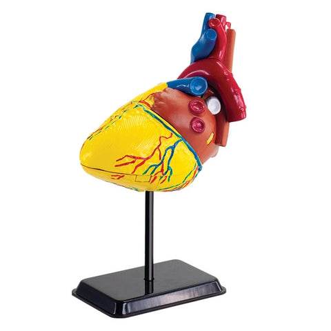 Heart Anatomy Model 14cm 31pc