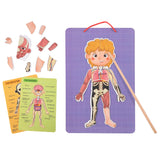 Magnetic Body Chart 78pc