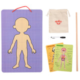 Magnetic Body Chart 78pc