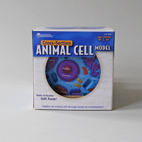 Cross -Section Animal Cell Model