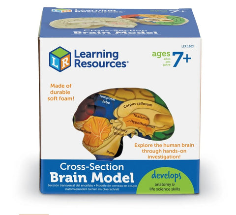 Cross-Section Brain Model