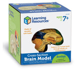 Cross-Section Brain Model