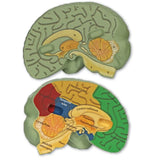 Cross-Section Brain Model