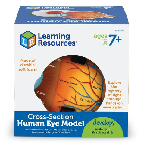 Cross-Section Eye Model