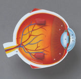 Cross-Section Eye Model