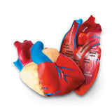 Cross - Section Heart Model - iPlayiLearn.co.za