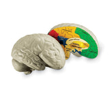 Cross-Section Brain Model - iPlayiLearn.co.za