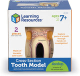 Cross-Section Tooth Model