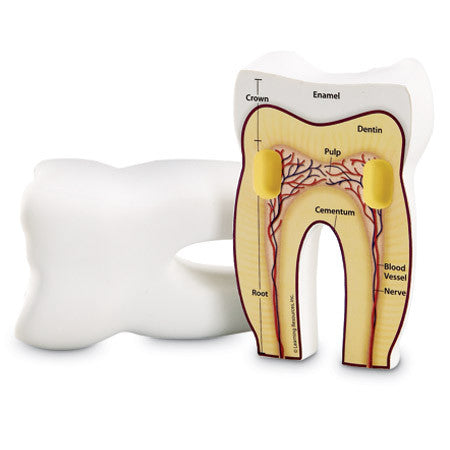 Cross-Section Tooth Model - iPlayiLearn.co.za
