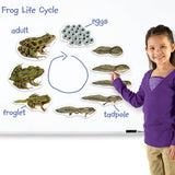 Giant Magnetic Frog Life Cycle - iPlayiLearn.co.za
 - 2