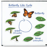 Giant Magnetic Butterfly Life Cycle - iPlayiLearn.co.za
 - 2