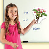 Giant Magnetic Plant Life Cycles - iPlayiLearn.co.za
 - 3