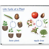 Giant Magnetic Plant Life Cycles - iPlayiLearn.co.za
 - 2