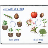 Giant Magnetic Plant Life Cycles - iPlayiLearn.co.za
 - 2