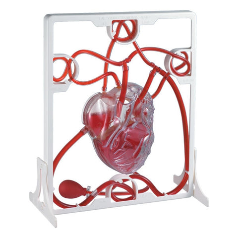 Pumping Heart Model