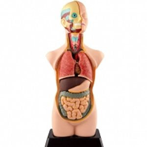 Human Anatomy Model 11pc 50cm - iPlayiLearn.co.za