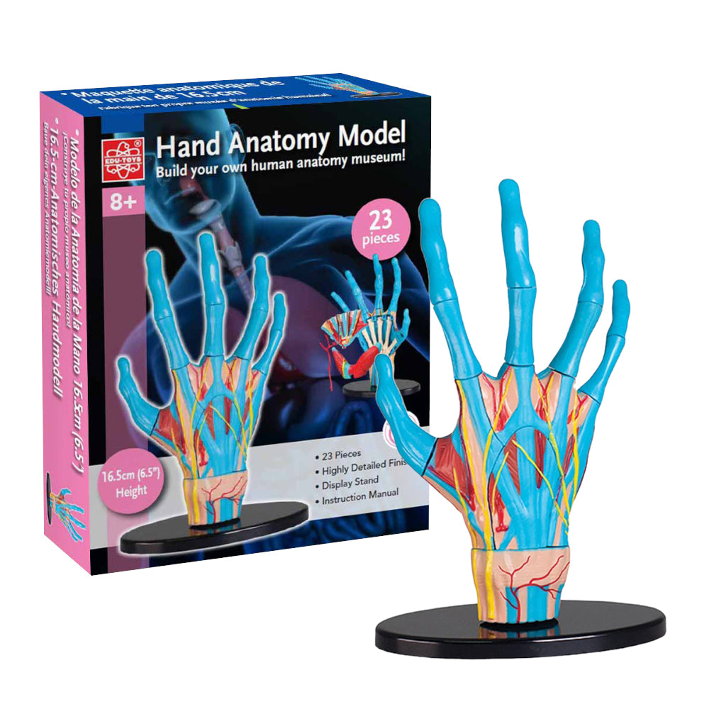 Hand Anatomy Model 23pc 16.5cm