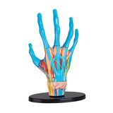 Hand Anatomy Model 23pc 16.5cm