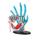 Hand Anatomy Model 23pc 16.5cm