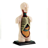 Human Anatomy Model 32pc 12.7cm