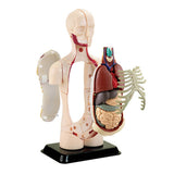Human Anatomy Model 32pc 12.7cm