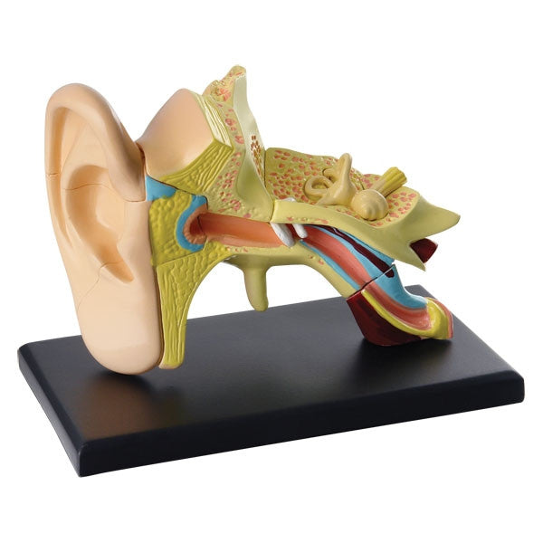 Anatomy Model EAR 14pc - iPlayiLearn.co.za