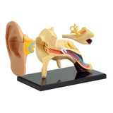 Ear Anatomy Model 14pc